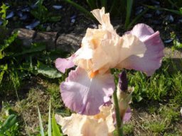 bel_iris_20211127_1137554102